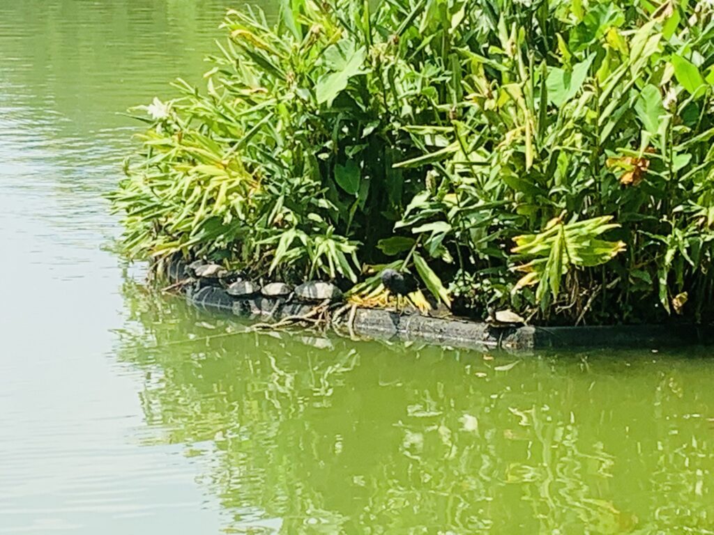 八德埤塘自然生態公園 人工浮島