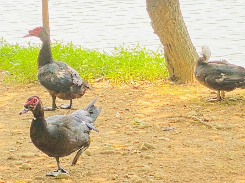 八德埤塘自然生態公園 黑色番鴨