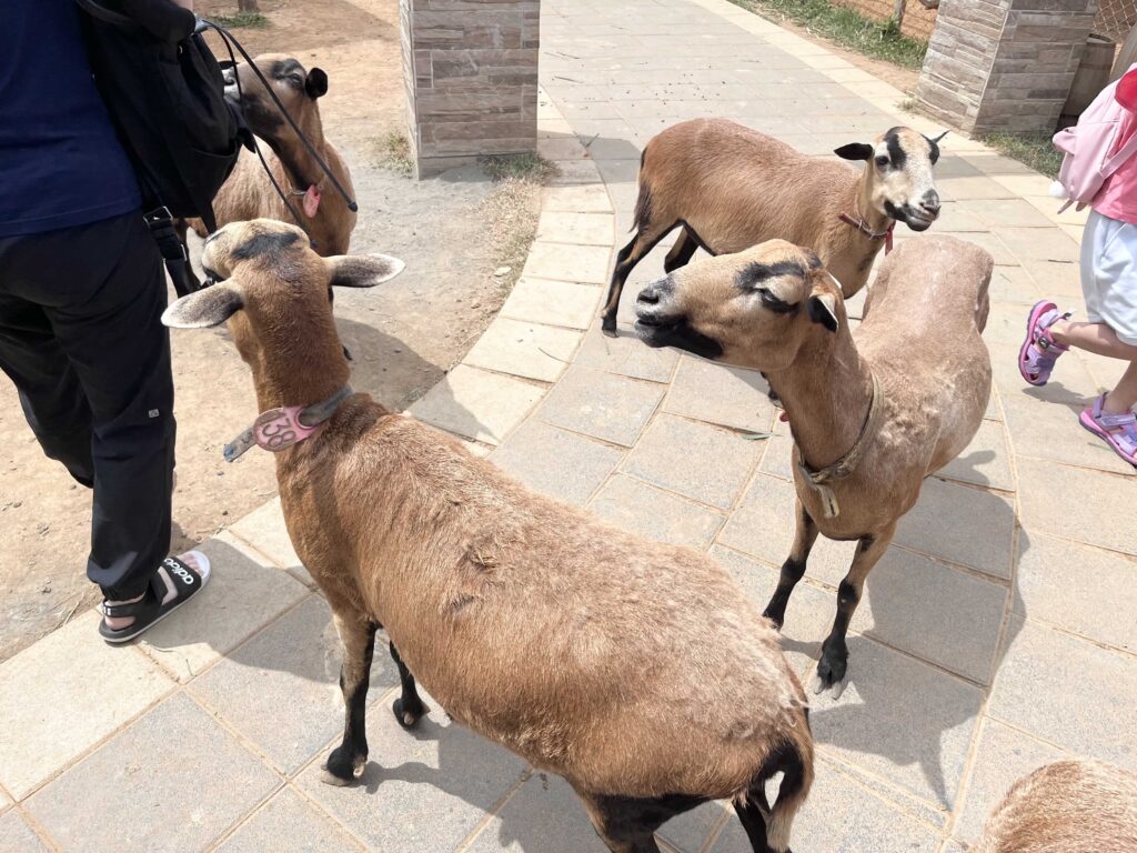 埔心牧場 萌萌村 動物互動體驗 小羊