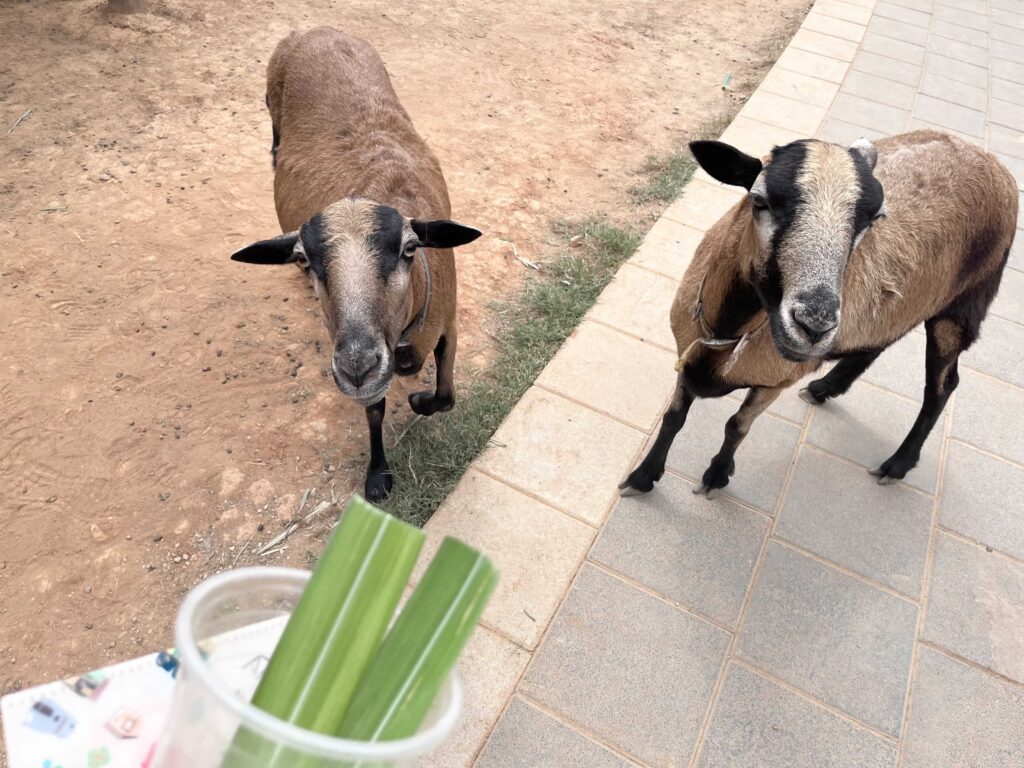 埔心牧場 萌萌村 動物互動體驗 小羊