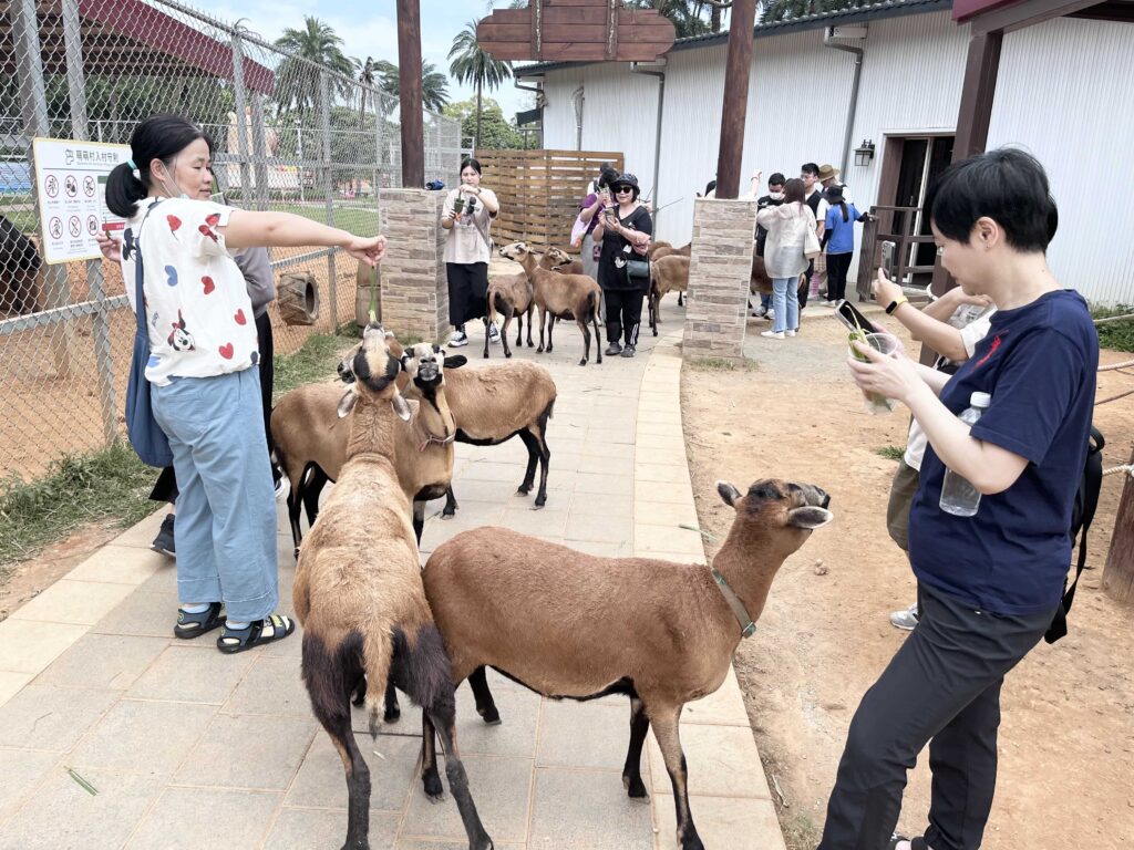 埔心牧場 萌萌村 動物互動體驗 小羊