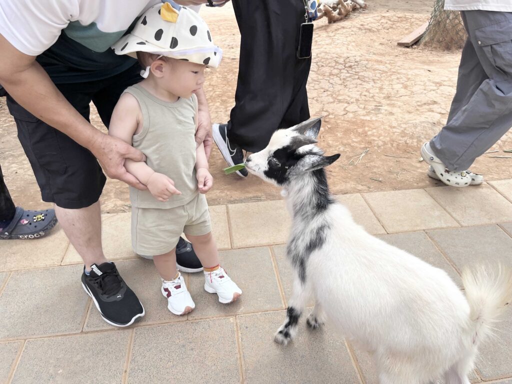 埔心牧場 萌萌村 動物互動體驗 小羊