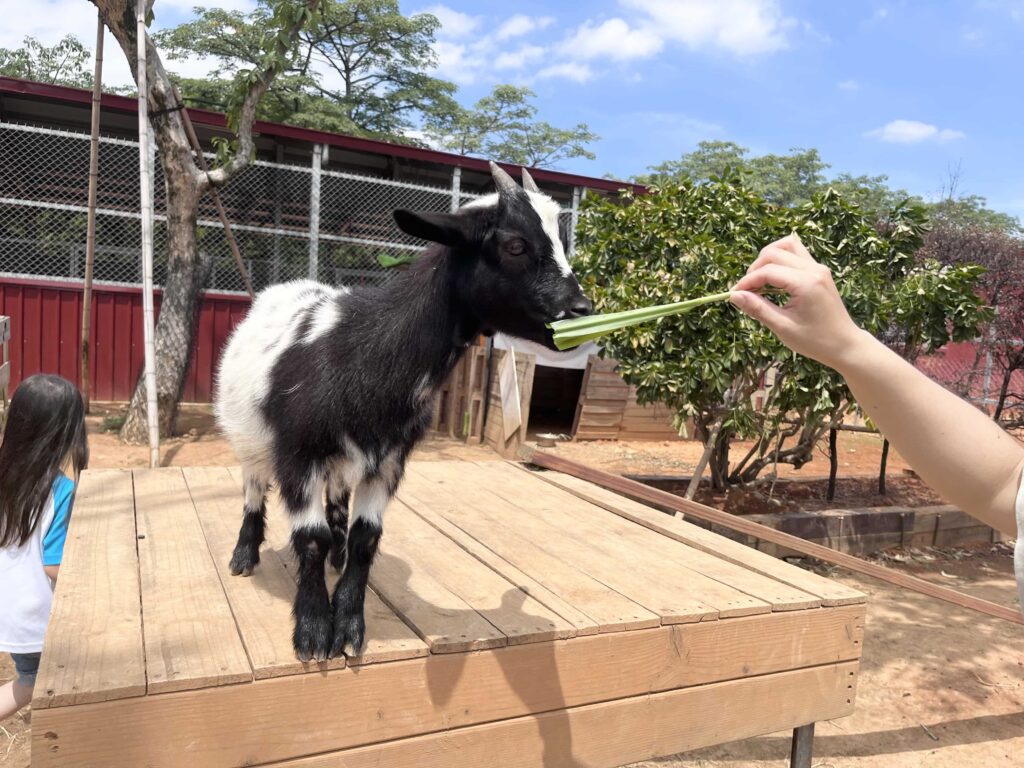 埔心牧場 萌萌村 動物互動體驗 小羊
