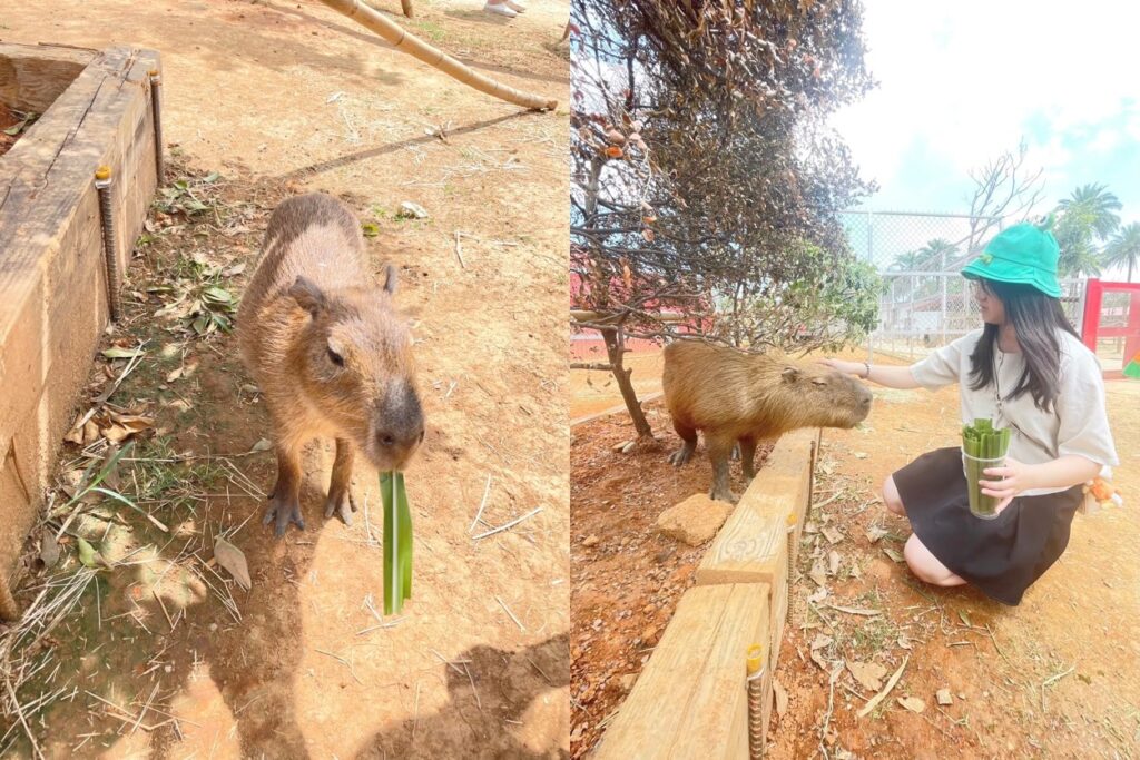 埔心牧場 萌萌村 動物互動體驗 水豚