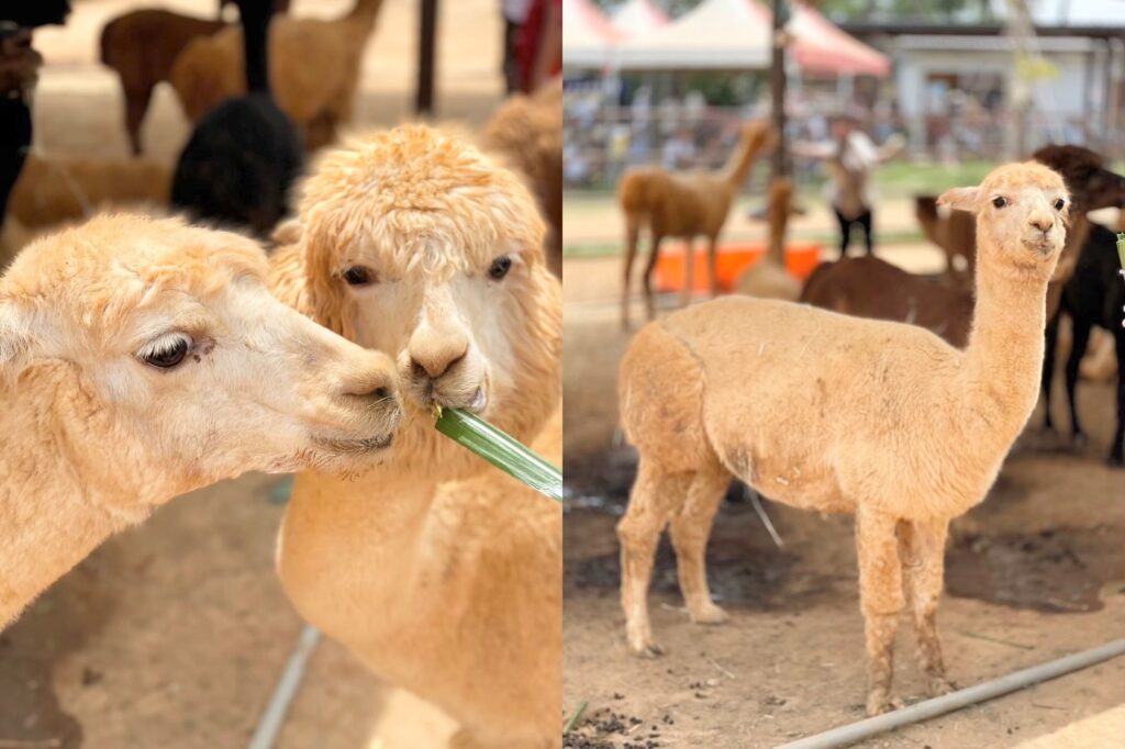 埔心牧場 萌萌村 動物互動體驗 羊駝