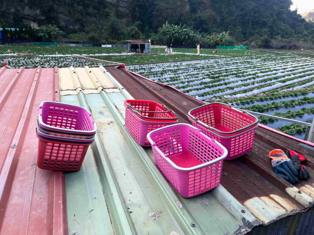 苗栗大湖 一家草莓園