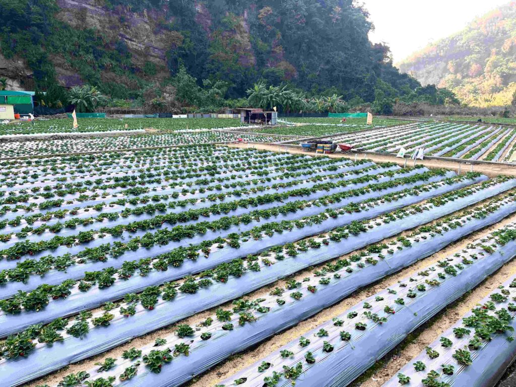 苗栗大湖 一家草莓園