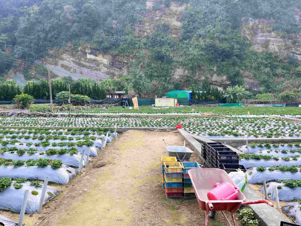 苗栗大湖 一家草莓園