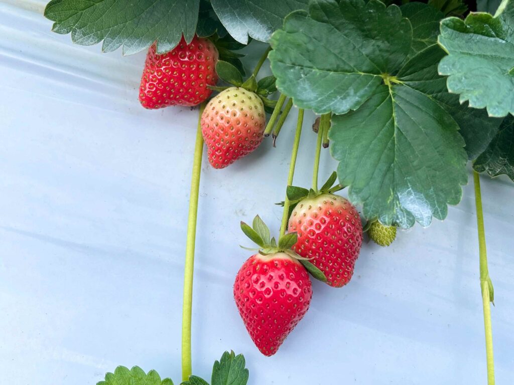 苗栗大湖 一家草莓園