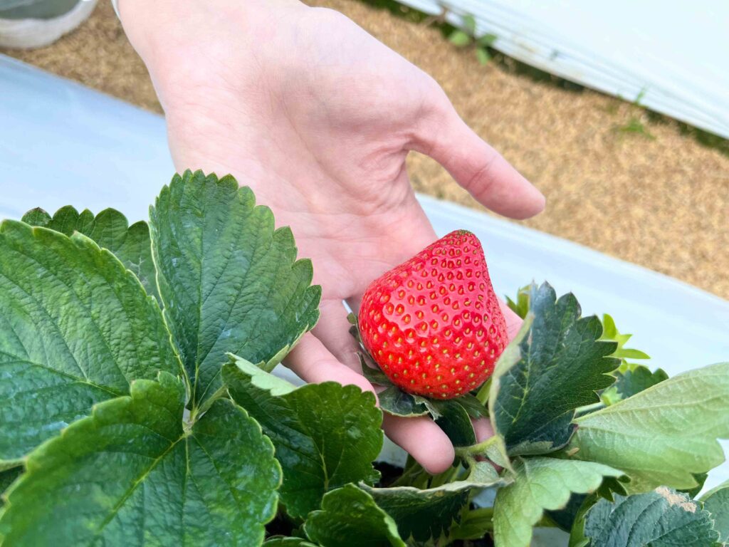 苗栗大湖 一家草莓園