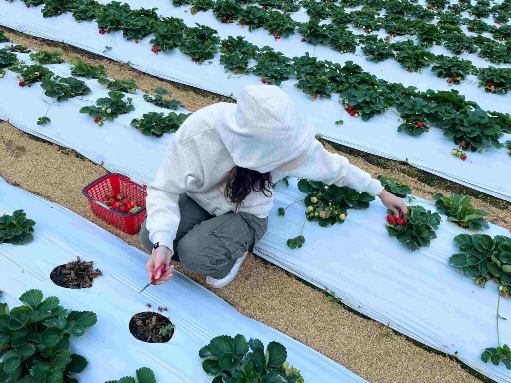 苗栗大湖 一家草莓園