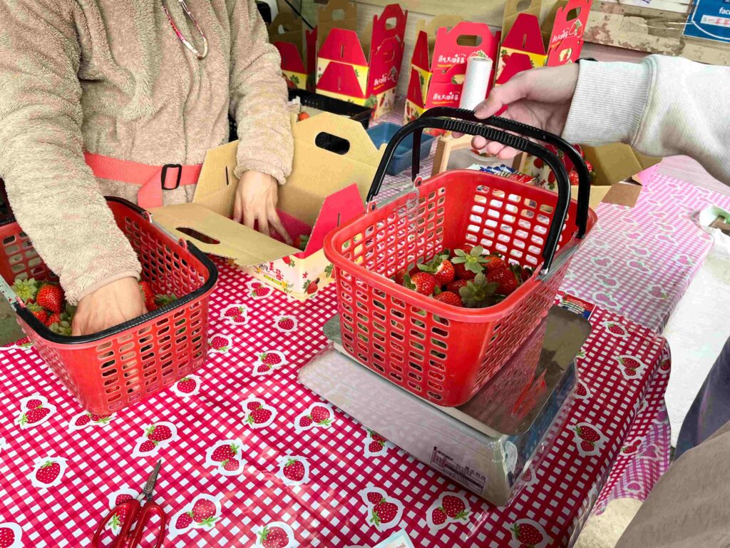 苗栗大湖 一家草莓園