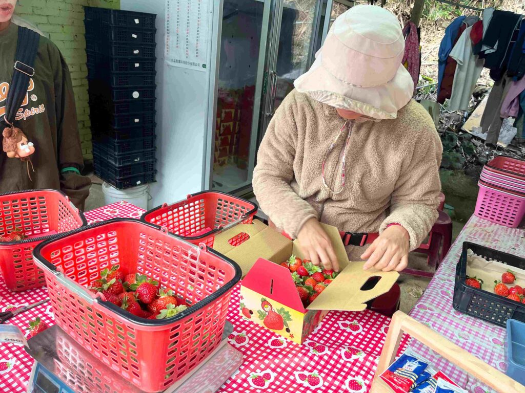 苗栗大湖 一家草莓園
